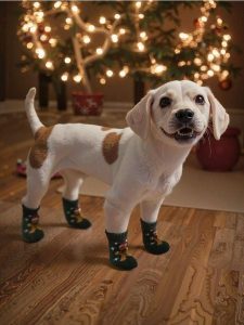 Skarpetki dla psa z motywem świątecznym - zielony. Zielone skarpetki Sinsay, bez wzorów. Za 9,99 zł.