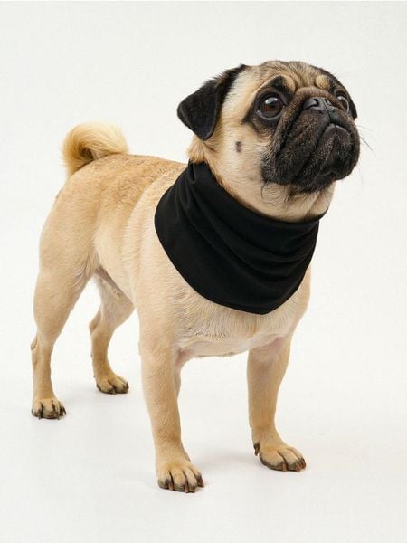 Szalik dla psa - czarny. Czarne szaliki Sinsay, bez wzorów. Za 9,99 zł.